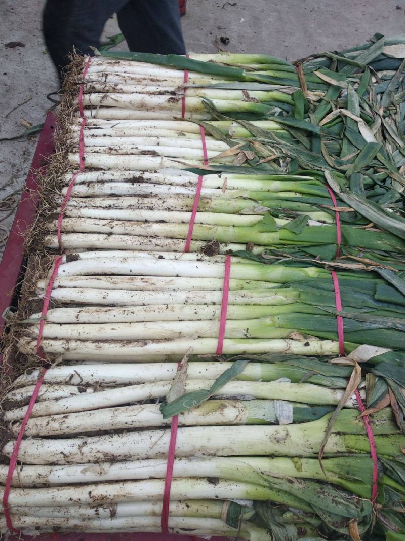 内蒙大葱长白大葱大量上市价格美丽质量上乘诚