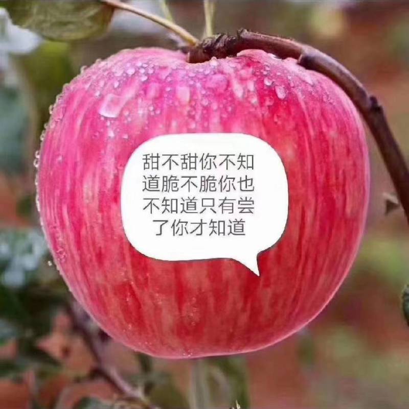白水早熟富士（红田，玉华，红将军）正在热销中