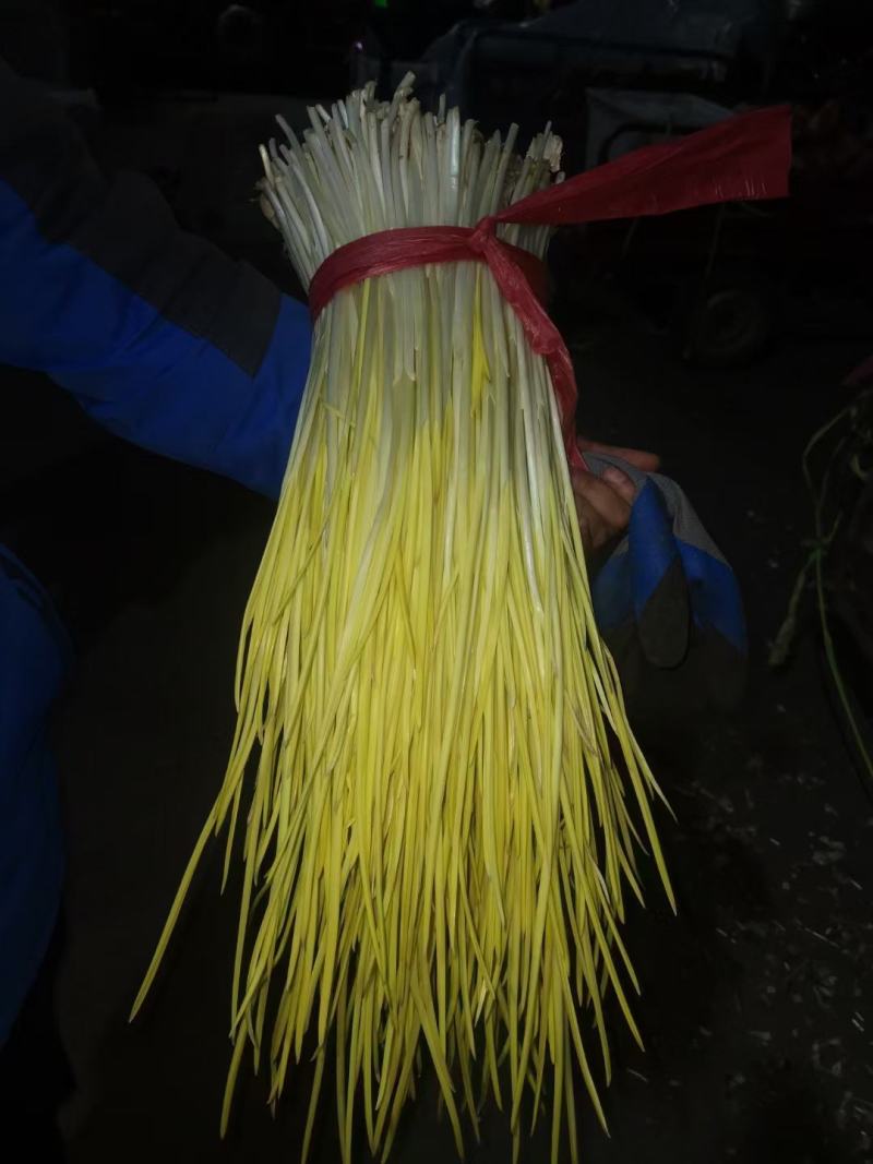 优质蒜黄精品干黄无干叶产地直销一手货源