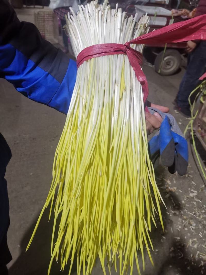 优质蒜黄精品干黄无干叶产地直销一手货源