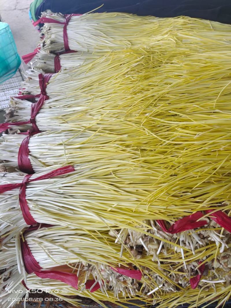 优质蒜黄精品干黄无干叶产地直销一手货源