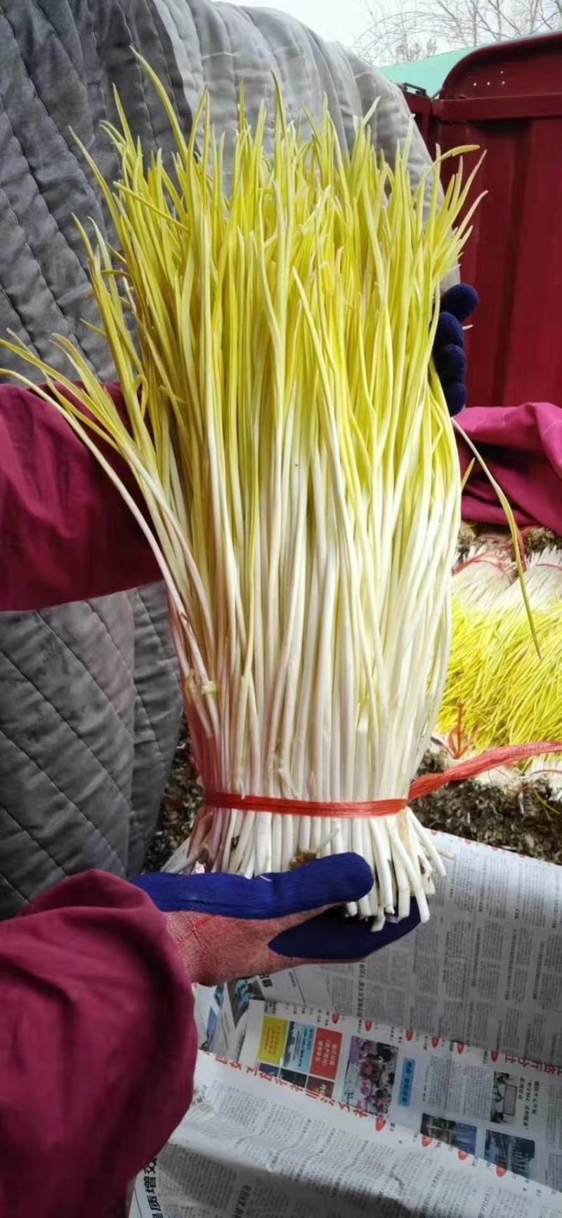 优质蒜黄精品干黄无干叶产地直销一手货源