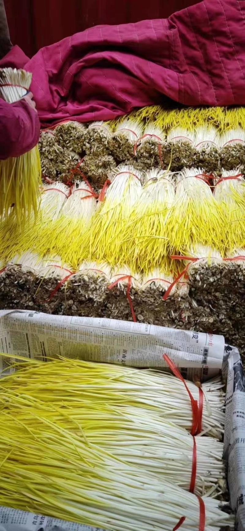 优质蒜黄精品干黄无干叶产地直销一手货源