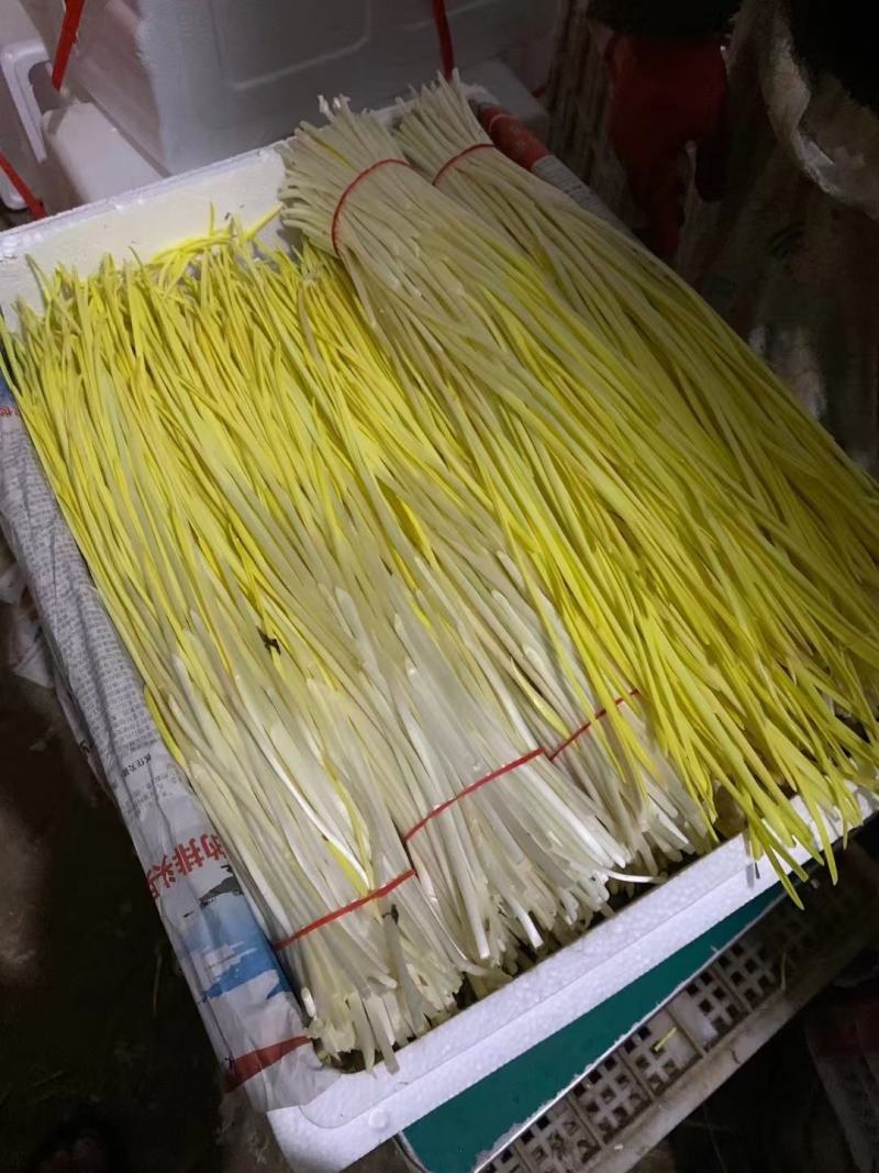 优质蒜黄精品干黄无干叶产地直销一手货源