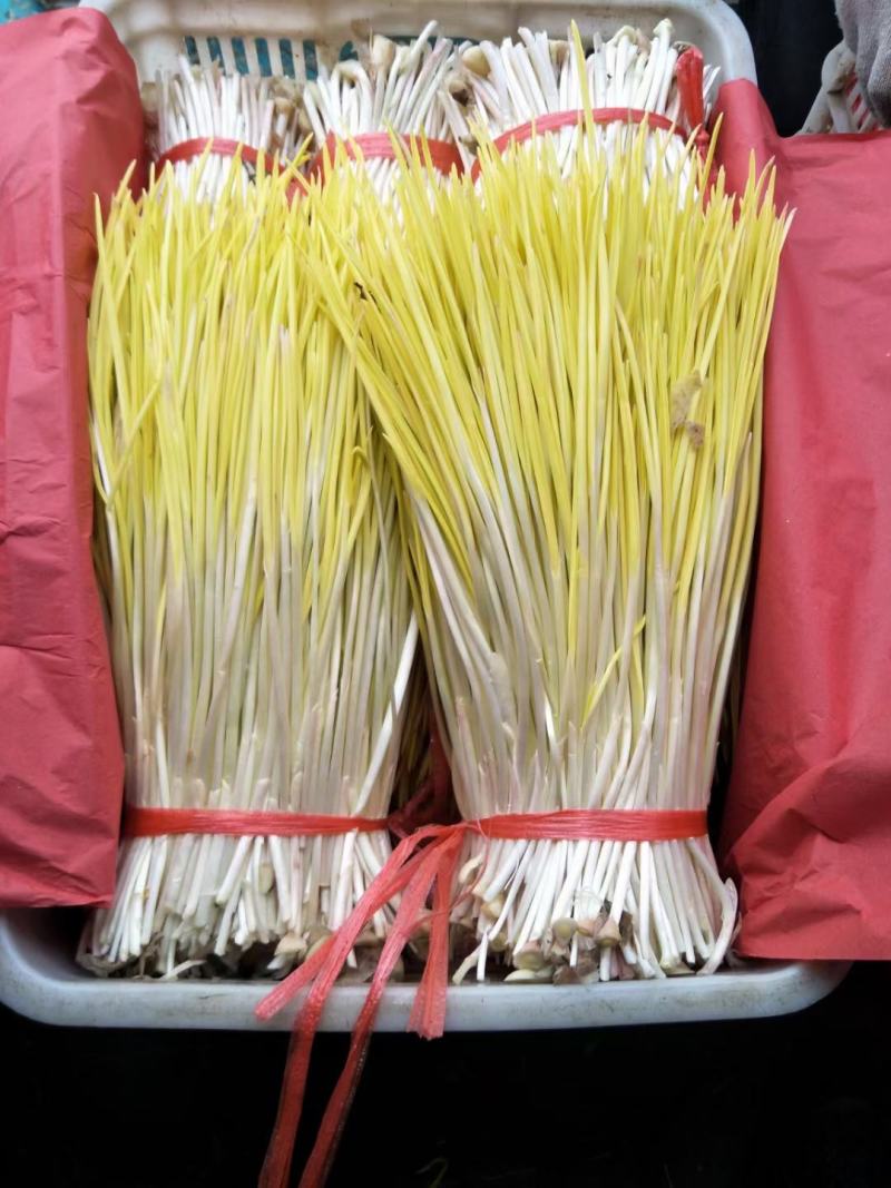 优质蒜黄精品干黄无干叶产地直销一手货源
