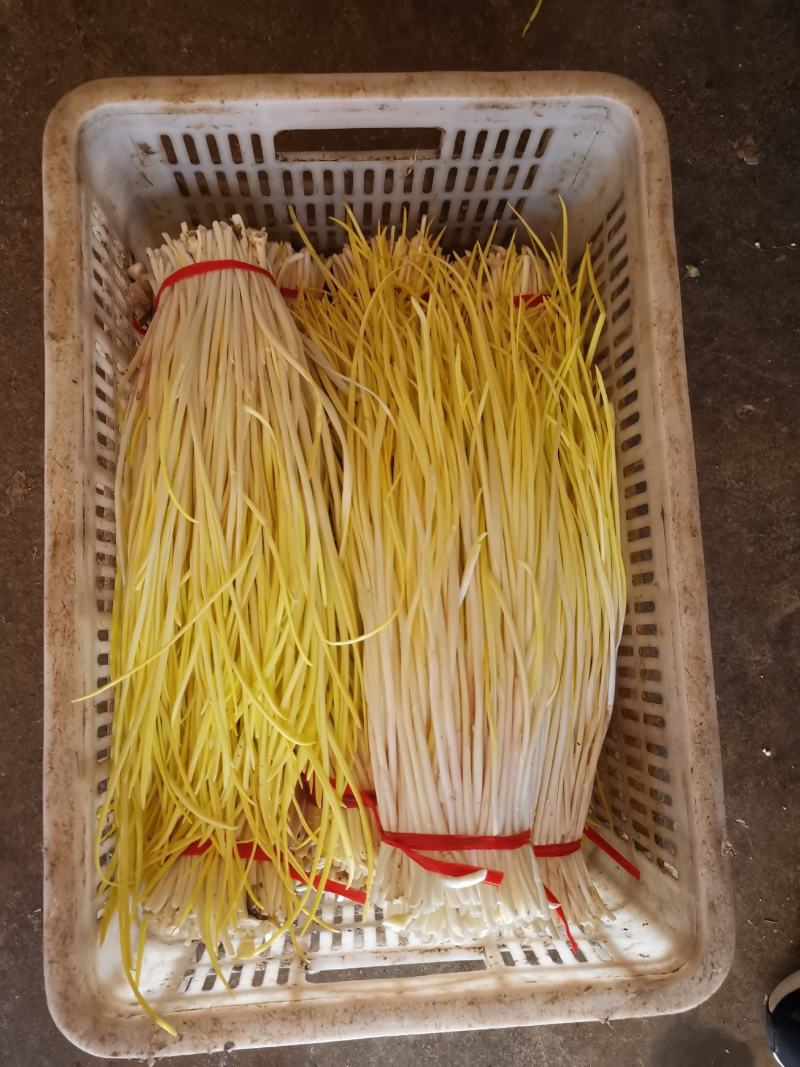 优质蒜黄精品干黄无干叶产地直销一手货源