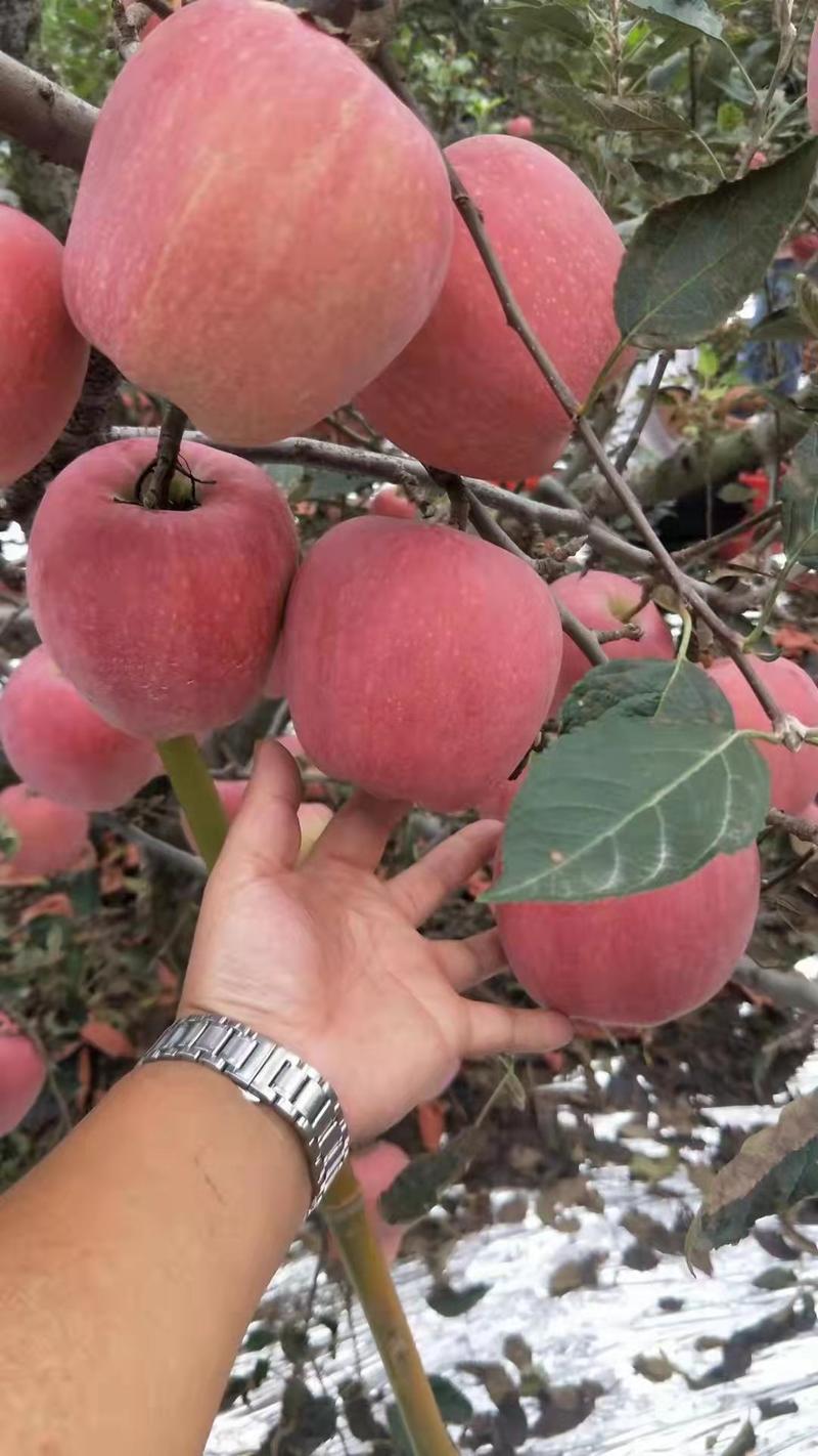 【新货】山东红富士苹果，产地批发品质好价格实惠可视频
