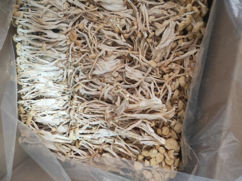福建古田海鲜菇蟹味菇无硫磺细条粗条低价销售