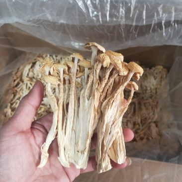 福建古田海鲜菇蟹味菇无硫磺细条粗条低价销售
