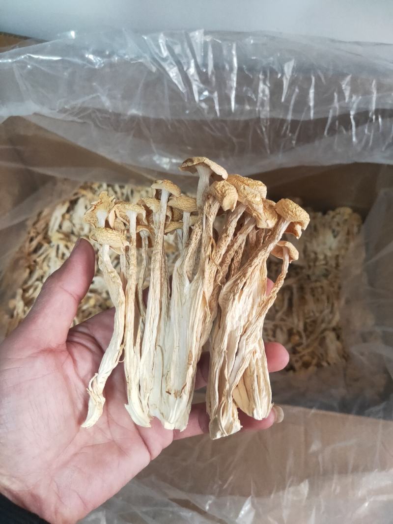 福建古田海鲜菇蟹味菇无硫磺细条粗条低价销售