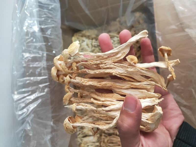 福建古田海鲜菇蟹味菇无硫磺细条粗条低价销售