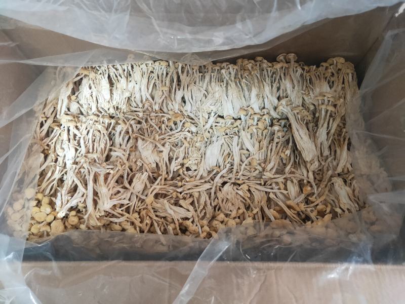 福建古田海鲜菇蟹味菇无硫磺细条粗条低价销售