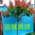 铁岭平欧大榛子
