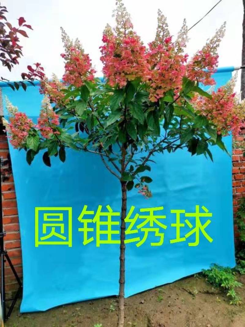 铁岭平欧大榛子