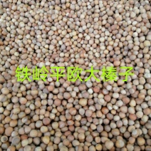 铁岭平欧大榛子