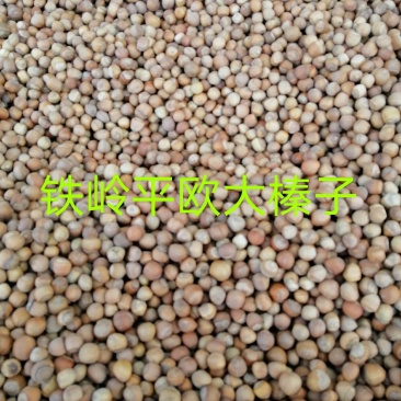 铁岭平欧大榛子