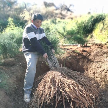 云南大天冬苗，原产地优质苗，基地直供100万苗。