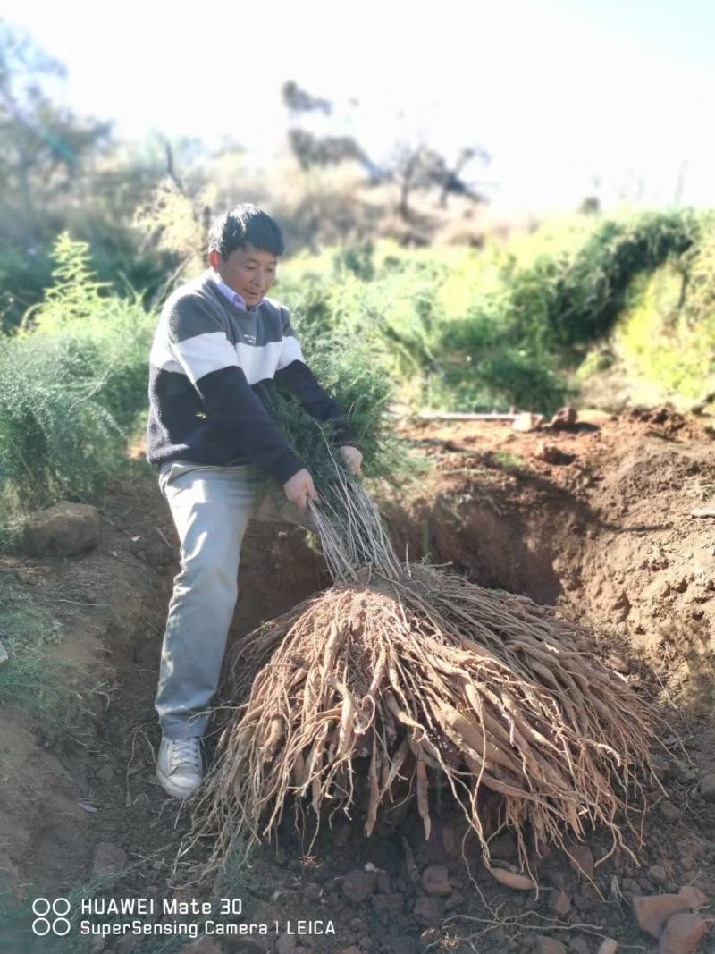 云南大天冬苗，原产地优质苗，基地直供100万苗。