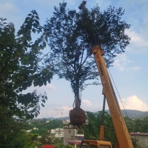精品朴树，一般朴树，各种规格要求都有，基地直供