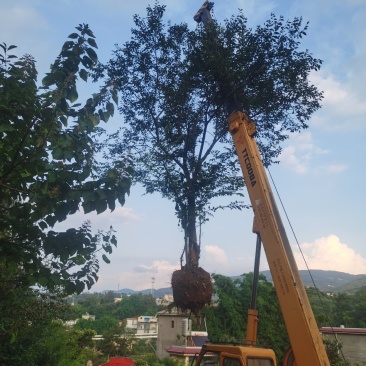 精品朴树，一般朴树，各种规格要求都有，基地直供