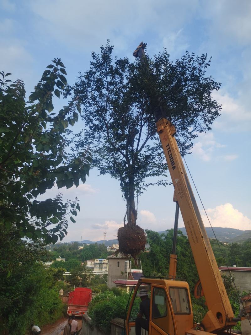 精品朴树，一般朴树，各种规格要求都有，基地直供