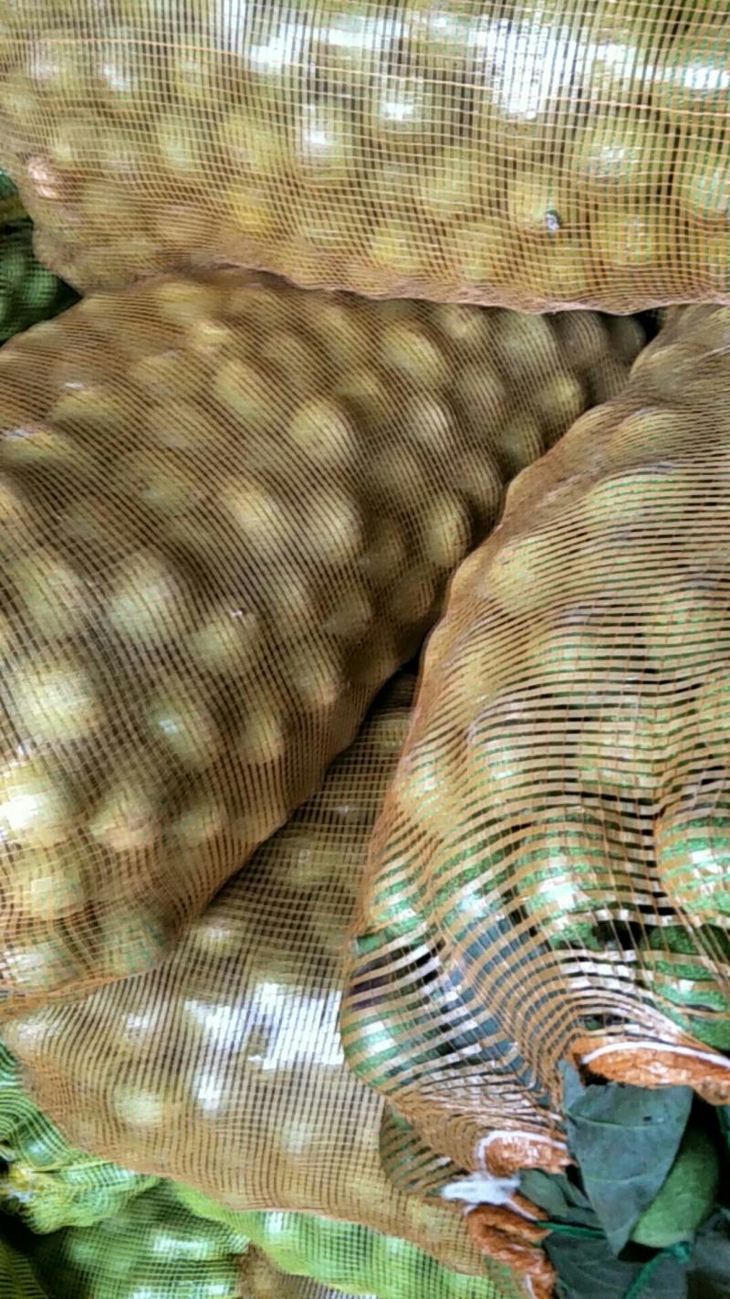 青皮核桃