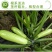 欧洲寒绿西葫芦种子早春大棚越冬温室，绿色油亮型抗寒