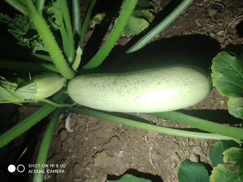 精品西葫芦少量上市供应，蔬菜基地大棚种植