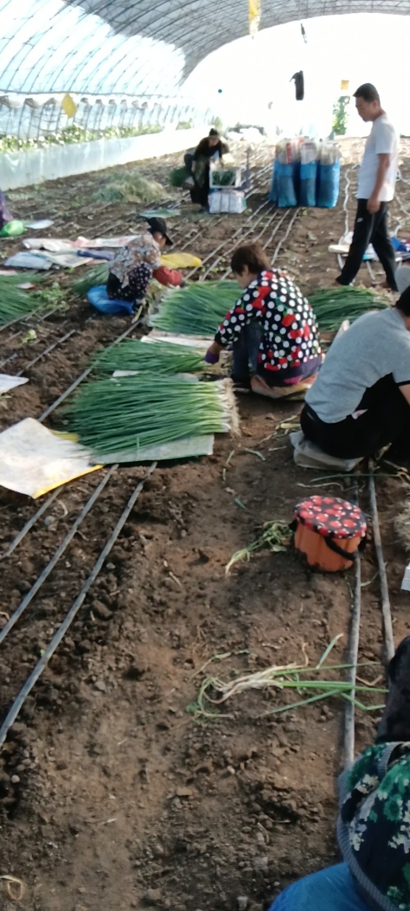 小葱，吉林四平本地大棚香葱大量上市，欢迎前来选购！