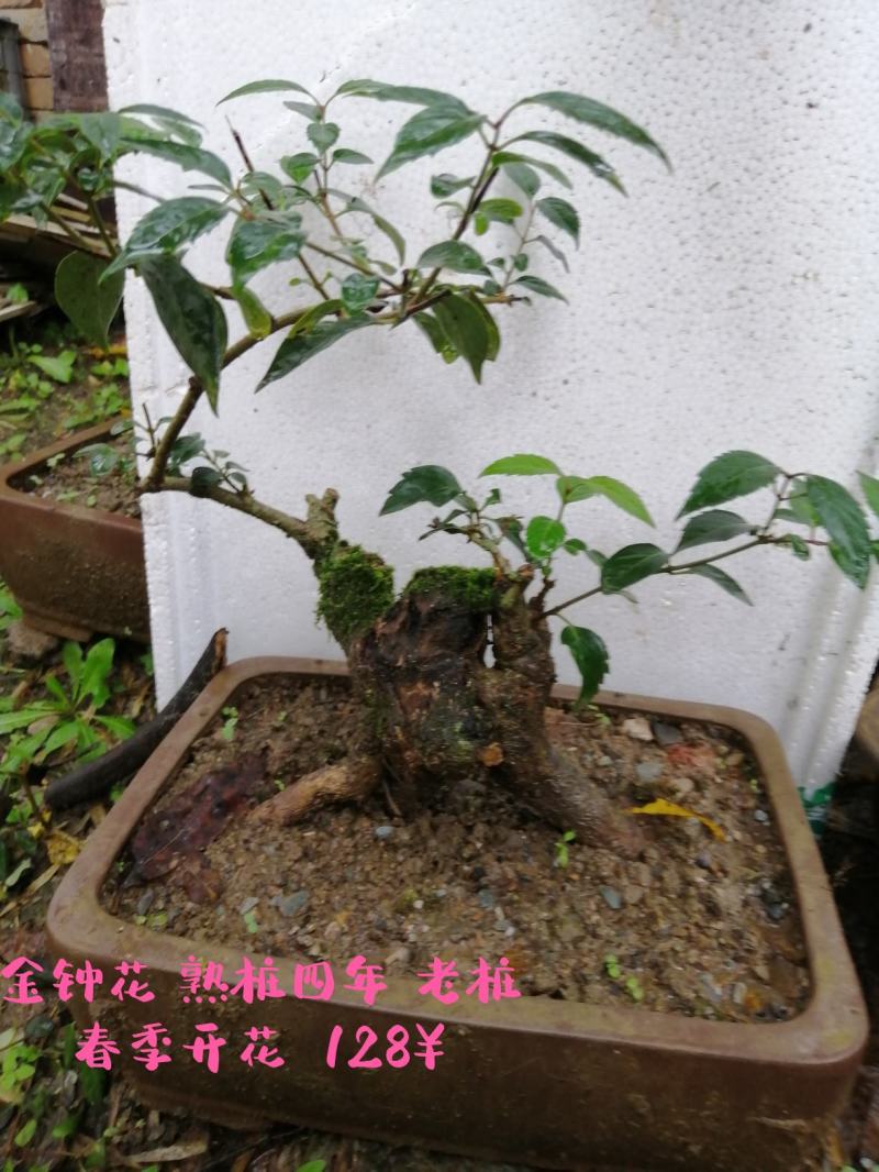 花卉盆景亮叶忍冬盆景素材四季常青可挂果