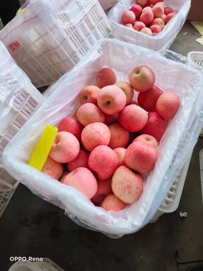 山东沂源红富士苹果，规格品质齐全，货源充足，随到随装