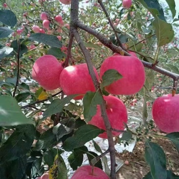 早熟富士，红富士