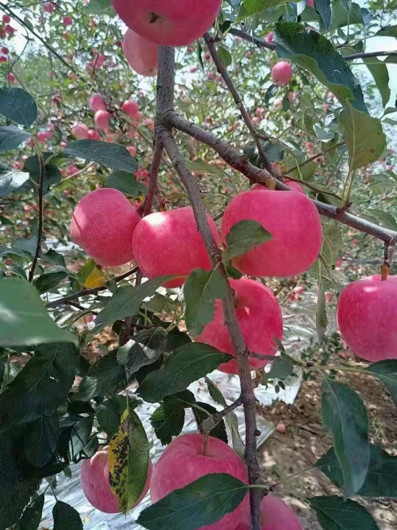 早熟富士，红富士