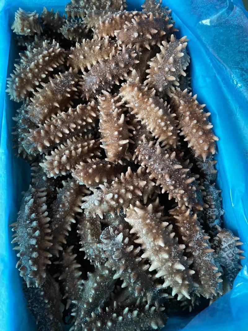 大连海参工厂加工3-30头规格全各地货品都有