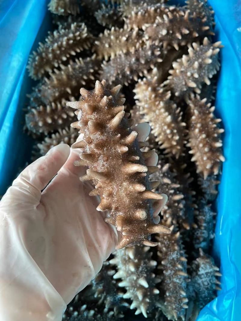 大连海参工厂加工3-30头规格全各地货品都有
