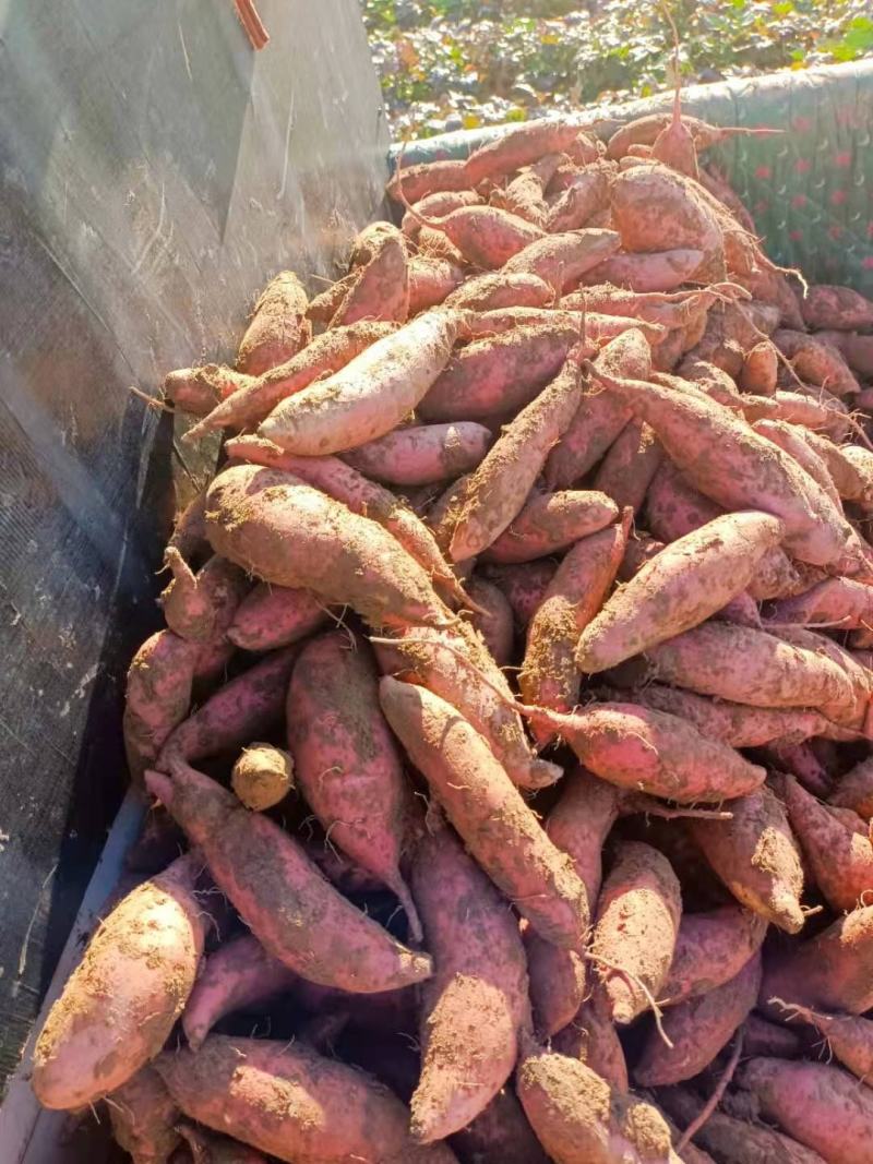 产地直发精品龙九薯大量上市地头拉货口感好量大从优
