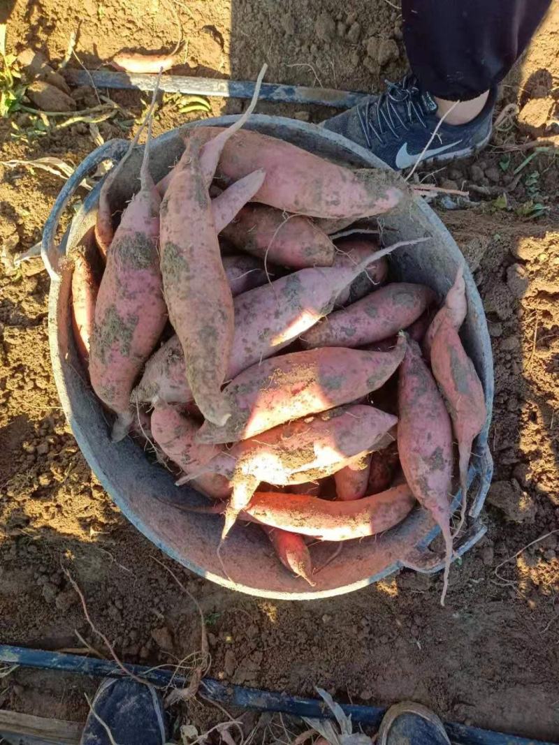 产地直发精品龙九薯大量上市地头拉货口感好量大从优