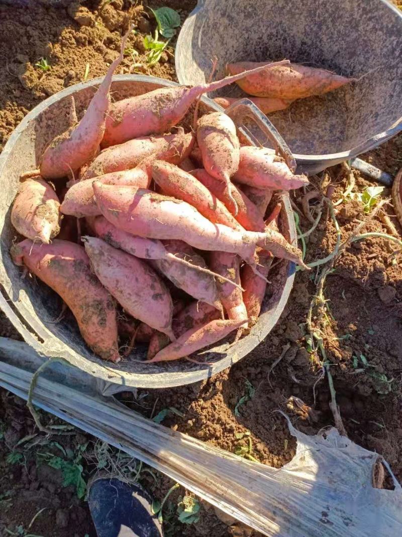 产地直发精品龙九薯大量上市地头拉货口感好量大从优