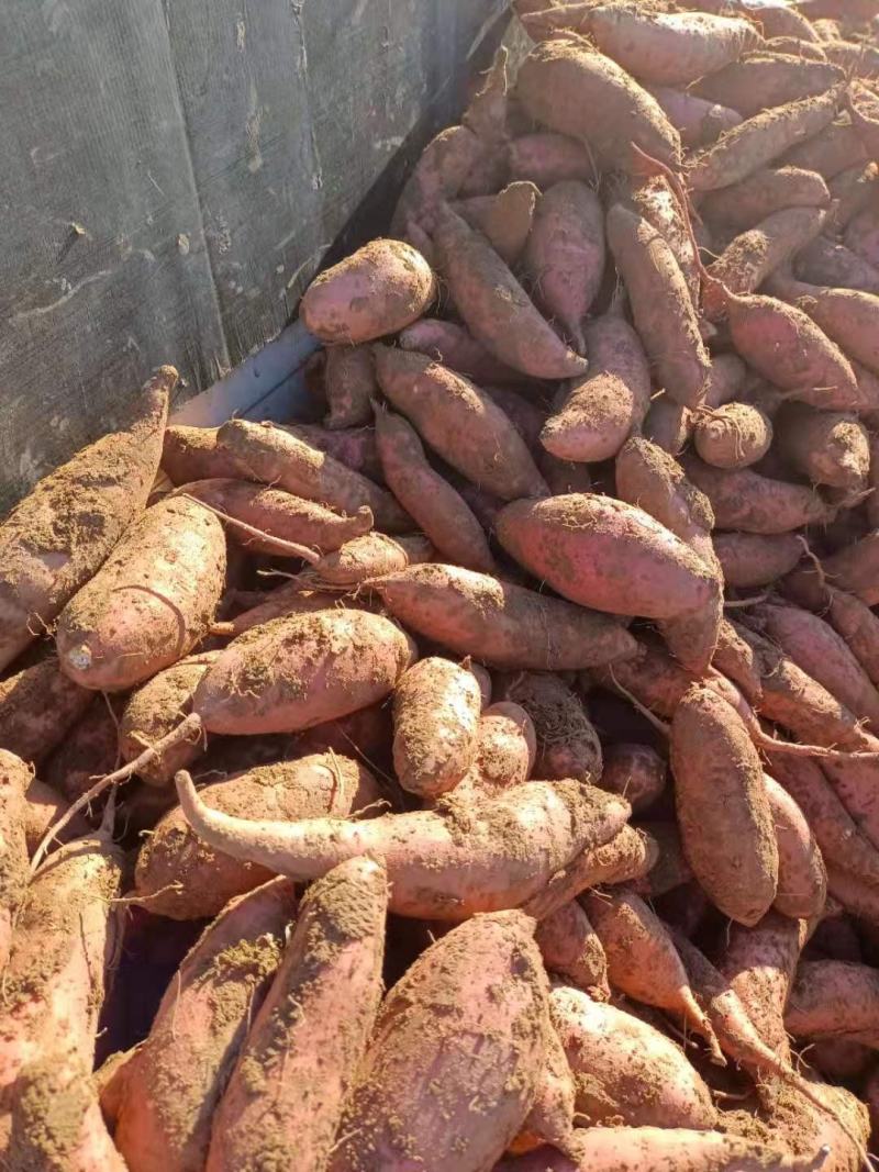 产地直发精品龙九薯大量上市地头拉货口感好量大从优
