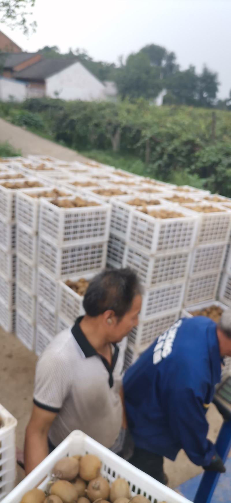 太白山优生区优质妳猴桃