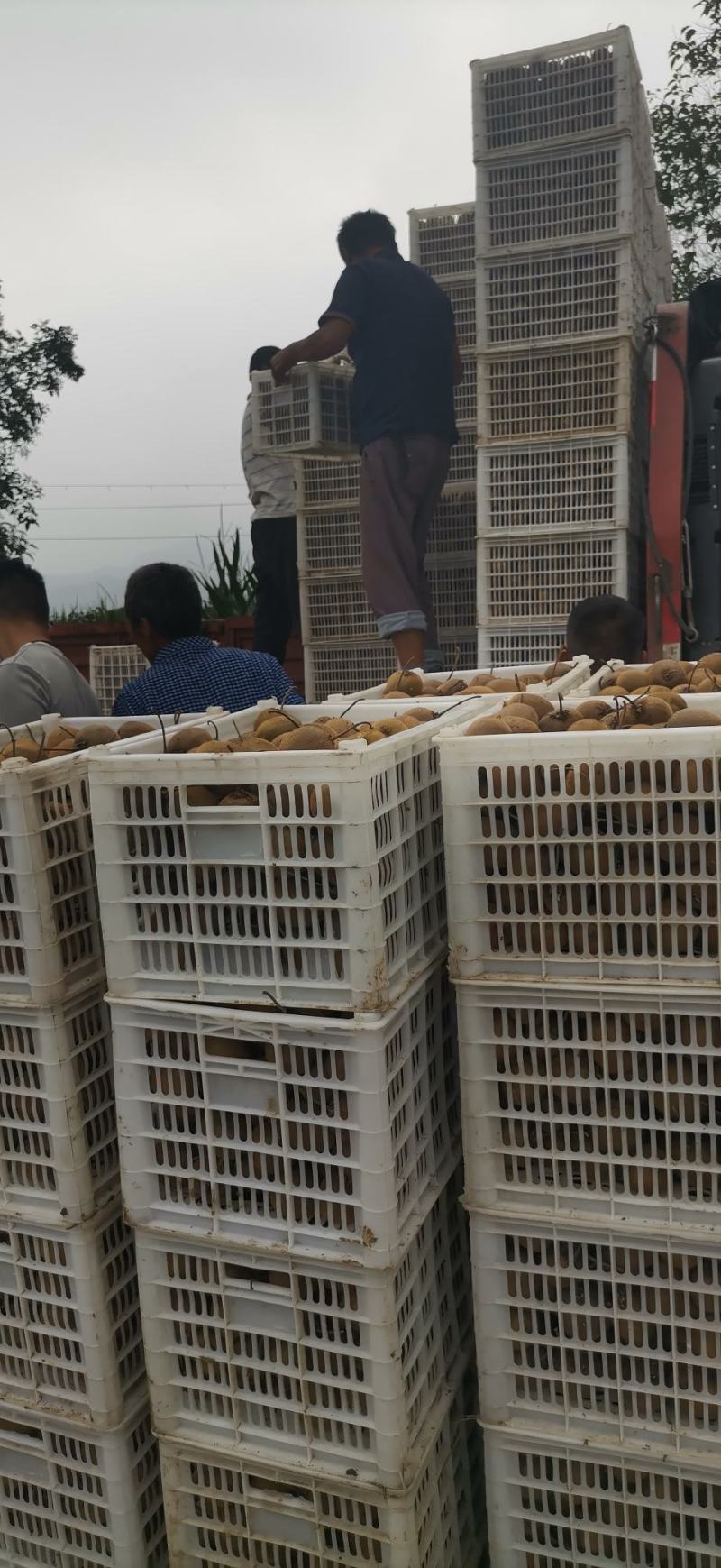 太白山优生区优质妳猴桃