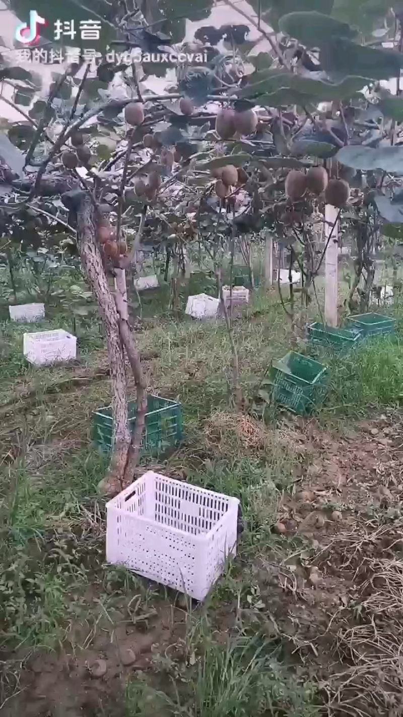 太白山优生区优质妳猴桃