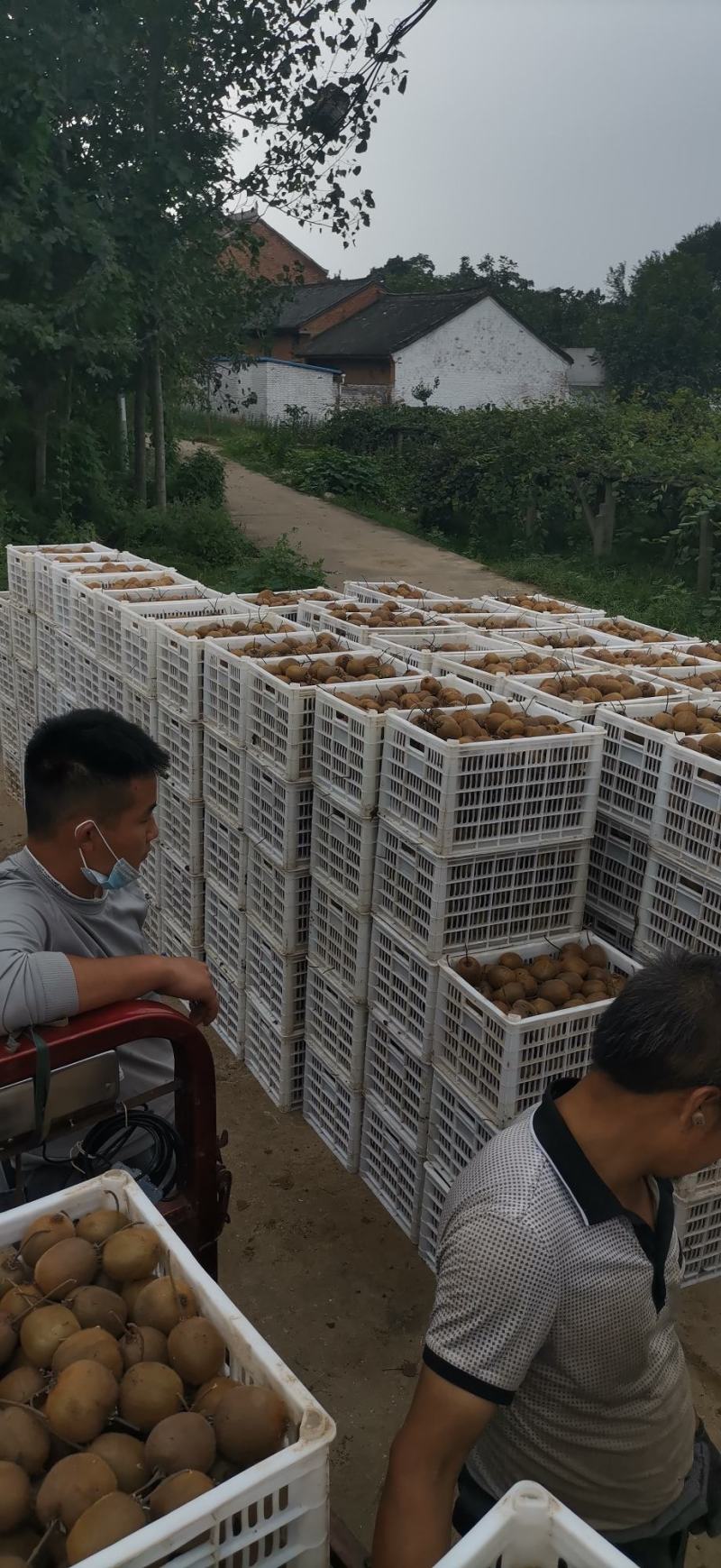 太白山优生区优质妳猴桃