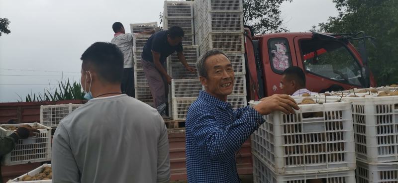 太白山优生区优质妳猴桃