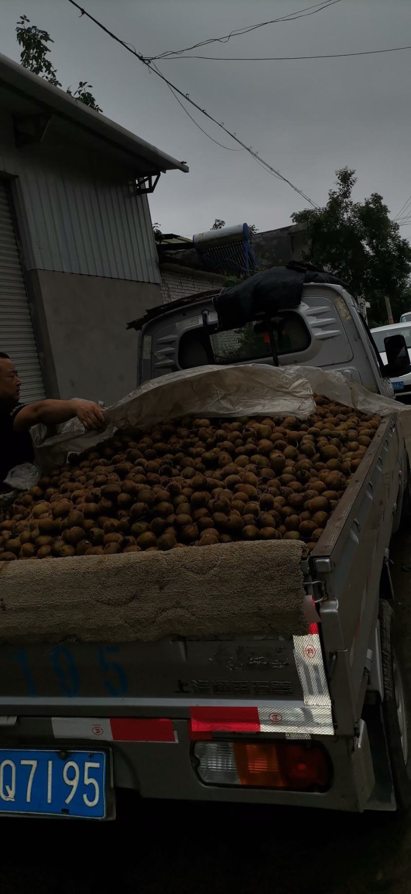 太白山优生区优质妳猴桃