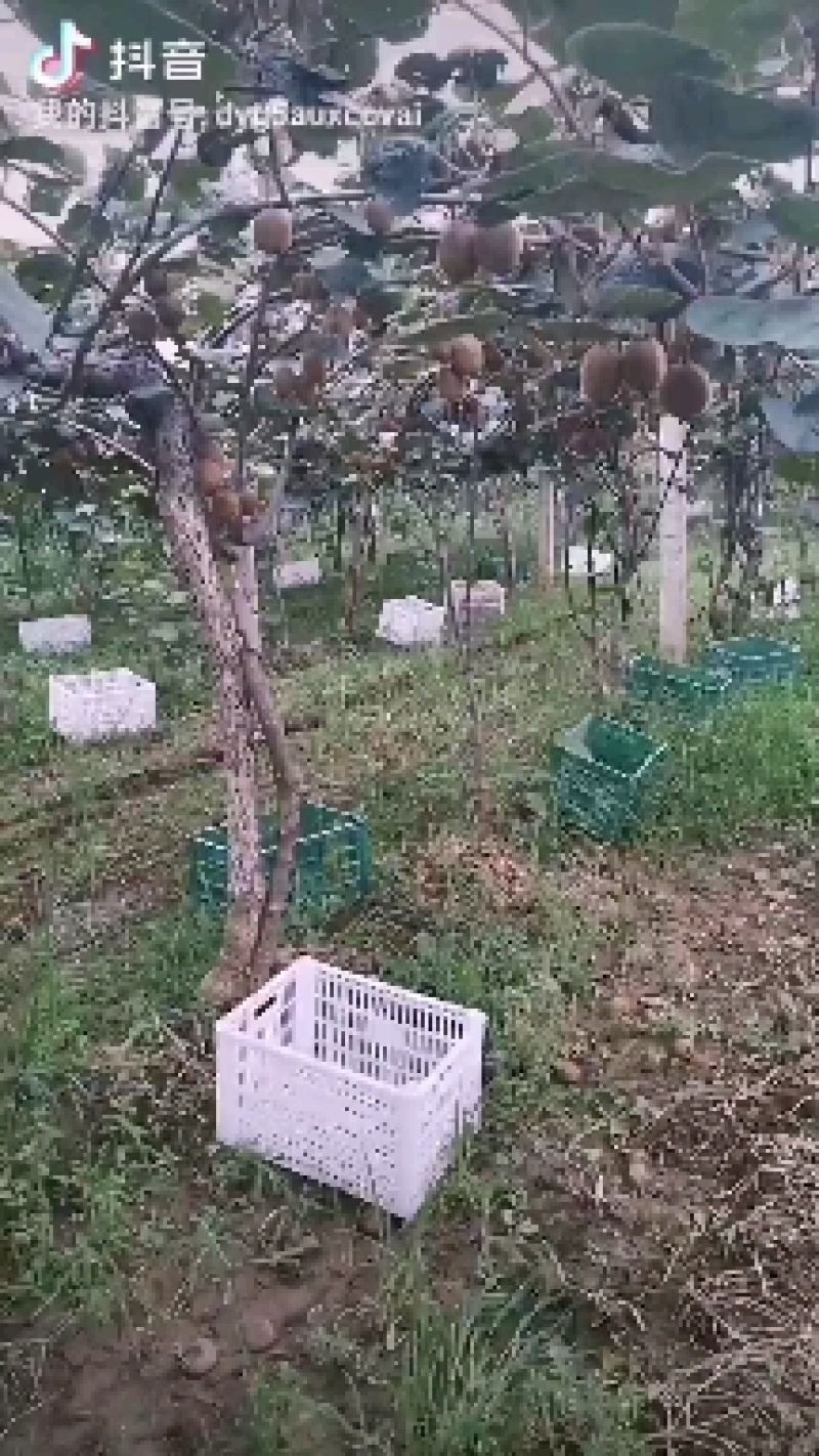 太白山优生区优质妳猴桃