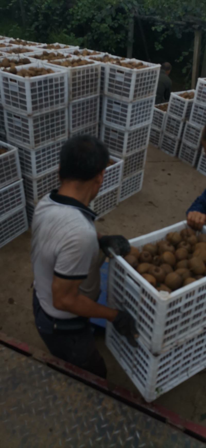 太白山优生区优质妳猴桃