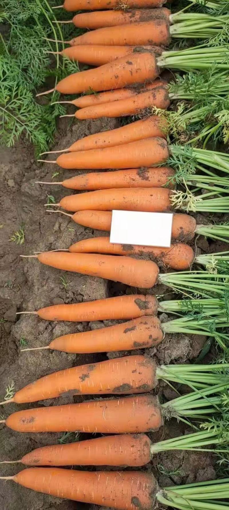 开封胡萝卜皮光色正水洗加工各种规格量大价优通许县基地直销