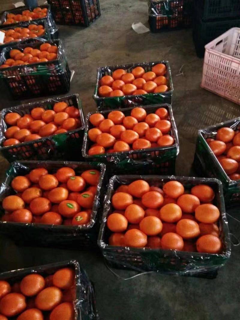 蜜桔湖北万亩种植基地产地直销品质保证承接全国电商