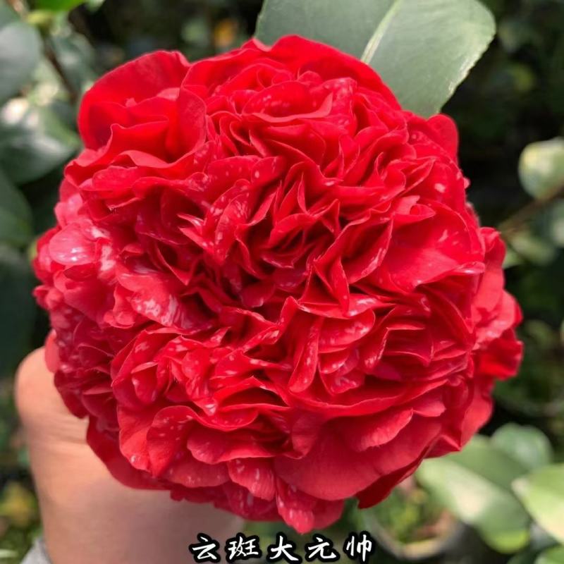 云斑大元帅